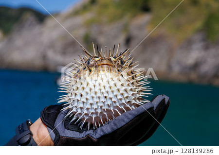 怒って膨らむハリセンボン。ヒリゾ浜中木南伊豆町伊豆半島静岡県2024 128139286
