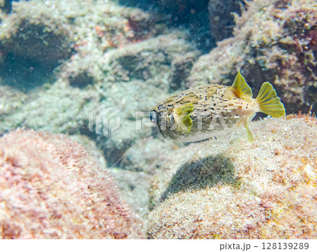怒って膨らむハリセンボン。ヒリゾ浜中木南伊豆町伊豆半島静岡県2024 128139289