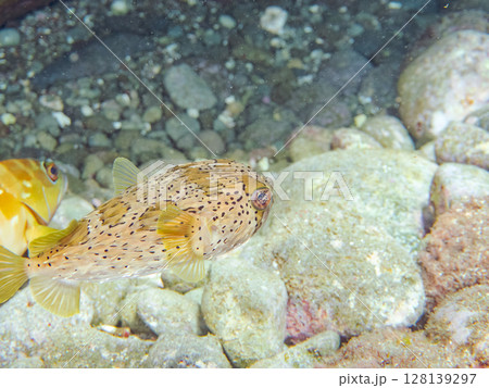 怒って膨らむハリセンボン。ヒリゾ浜中木南伊豆町伊豆半島静岡県2024 128139297