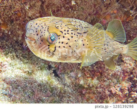 怒って膨らむハリセンボン。ヒリゾ浜中木南伊豆町伊豆半島静岡県2024 128139298