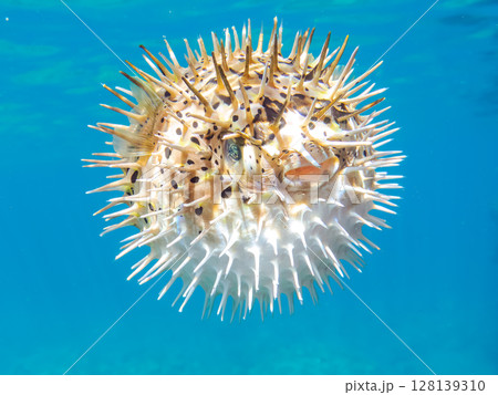 怒って膨らむハリセンボン。ヒリゾ浜中木南伊豆町伊豆半島静岡県2024 怒って膨らむハリセンボン。ヒリゾ浜中木南伊豆町伊豆半島静岡県2024 128139310