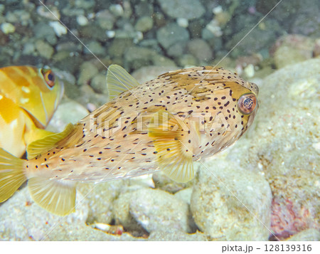 怒って膨らむハリセンボン。ヒリゾ浜中木南伊豆町伊豆半島静岡県2024 128139316