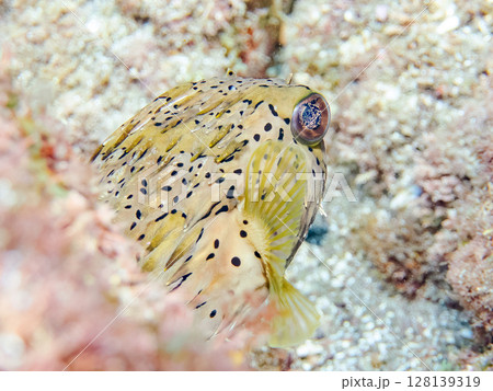 怒って膨らむハリセンボン。ヒリゾ浜中木南伊豆町伊豆半島静岡県2024 128139319