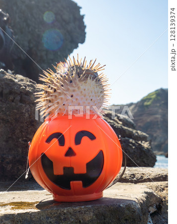 ハロウィンのかぼちゃと怒って膨らむ美しいハリセンボン ヒリゾ浜中木南伊豆町伊豆半島静岡県2024 128139374
