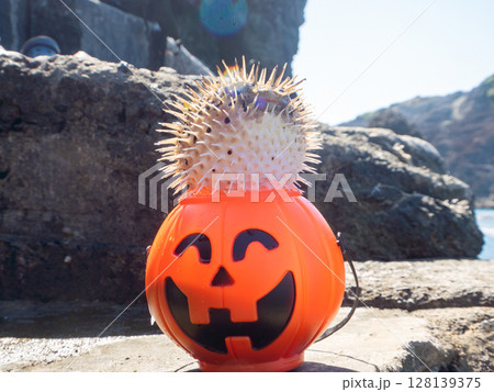 ハロウィンのかぼちゃと怒って膨らむ美しいハリセンボン ヒリゾ浜中木南伊豆町伊豆半島静岡県2024 ハロウィンのかぼちゃと怒って膨らむ美しいハリセンボン ヒリゾ浜中木南伊豆町伊豆半島静岡県2024 128139375