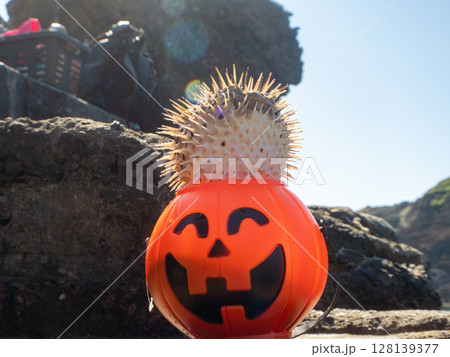 ハロウィンのかぼちゃと怒って膨らむ美しいハリセンボン ヒリゾ浜中木南伊豆町伊豆半島静岡県2024 128139377