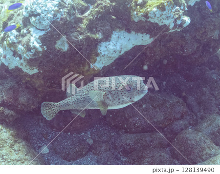 美しく大きなネズミフグ(ハリセンボン科)。ヒリゾ浜中木南伊豆町伊豆半島静岡県2024 美しく大きなネズミフグ(ハリセンボン科)。ヒリゾ浜中木南伊豆町伊豆半島静岡県2024 128139490
