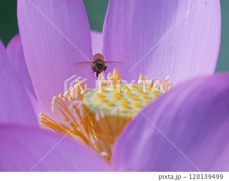 蓮にとまるミツバチ 蓮にとまるミツバチ 128139499