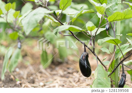 畑の茄子 128139508