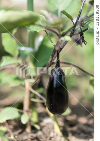 畑の茄子 128139509