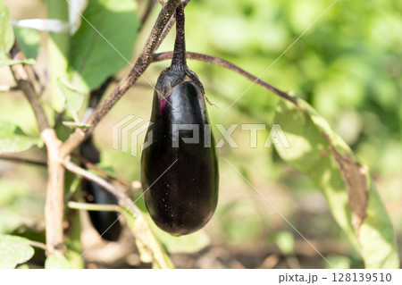 畑の茄子 128139510