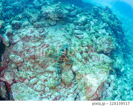 水中洞窟で寝る, 大きな美しいネコザメ（ネコザメ科）。ヒリゾ浜中木南伊豆町伊豆半島静岡県2024 128139517