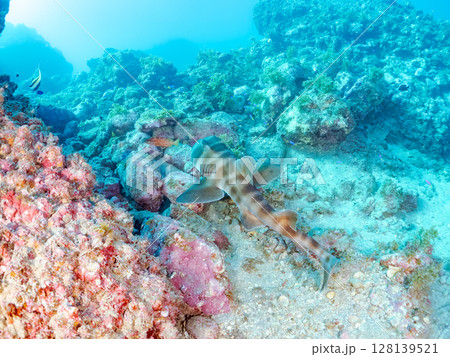 水中洞窟で寝る, 大きな美しいネコザメ（ネコザメ科）。ヒリゾ浜中木南伊豆町伊豆半島静岡県2024 128139521
