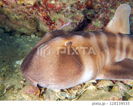 水中洞窟で寝る, 大きな美しいネコザメ(ネコザメ科)。ヒリゾ浜中木南伊豆町伊豆半島静岡県2024 水中洞窟で寝る, 大きな美しいネコザメ(ネコザメ科)。ヒリゾ浜中木南伊豆町伊豆半島静岡県2024 128139535
