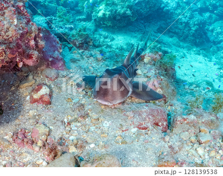 水中洞窟で寝る, 大きな美しいネコザメ（ネコザメ科）。ヒリゾ浜中木南伊豆町伊豆半島静岡県2024 128139538