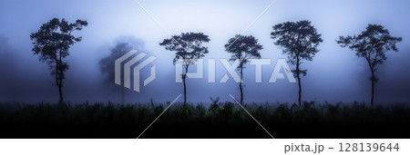 Serene Foggy Landscape with Silhouetted Trees in Blue Hues at Dawn 128139644