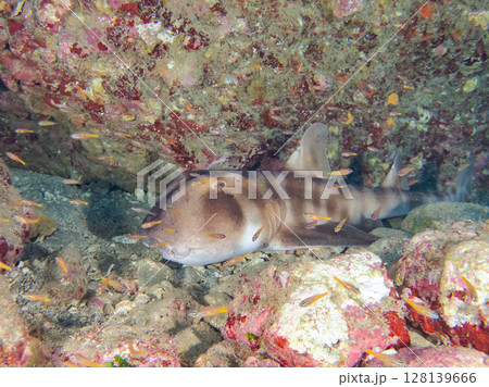 水中洞窟で寝る大きな美しいネコザメとキンセンイシモチの群れヒリゾ浜中木南伊豆町伊豆半島静岡県2024 128139666