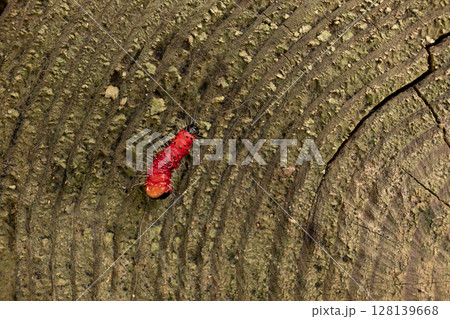 切り株の上を這うゴマフボクトウの幼虫 128139668