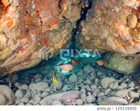 洞窟のアカハタ、イシガキダイ、チョウチョウウオ、ナミマツカサ、ミナミハタンポ他群れ ヒリゾ浜中木 洞窟のアカハタ、イシガキダイ、チョウチョウウオ、ナミマツカサ、ミナミハタンポ他群れ ヒリゾ浜中木 128139850