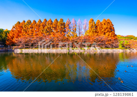 大阪城公園の外濠とメタセコイア 128139861