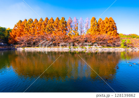 大阪城公園の外濠とメタセコイア 大阪城公園の外濠とメタセコイア 128139862