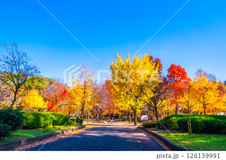 大阪城公園の鮮やかな紅葉 128139991