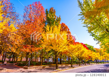 大阪城公園の鮮やかな紅葉 大阪城公園の鮮やかな紅葉 128140011