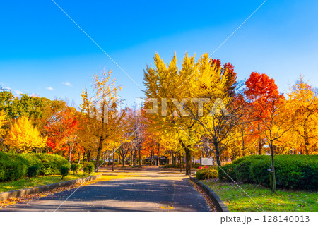 大阪城公園の鮮やかな紅葉 128140013