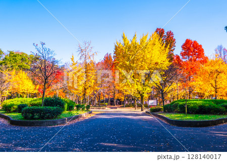 大阪城公園の鮮やかな紅葉 大阪城公園の鮮やかな紅葉 128140017