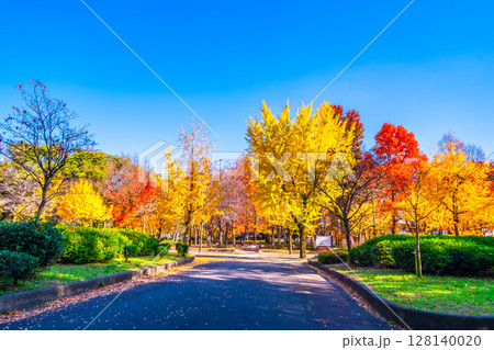 大阪城公園の鮮やかな紅葉 大阪城公園の鮮やかな紅葉 128140020