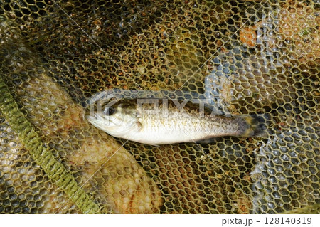 水遊びのタマアミに入ったコクチバスの幼魚 水遊びのタマアミに入ったコクチバスの幼魚 128140319