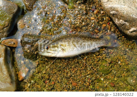 水遊びのタマアミに入ったコクチバスの幼魚　 128140322