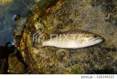 水遊びのタマアミに入ったコクチバスの幼魚　 128140323