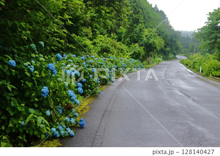 津軽半島 三厩のあじさいロードに咲く紫陽花の花（青森県道281号三厩停車場竜飛崎線） 128140427