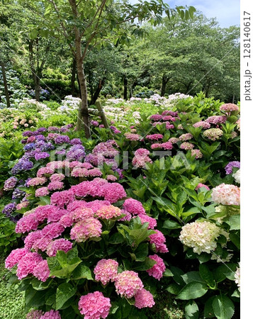 新緑の木陰で咲き競うカラフルな紫陽花〈可睡ゆりの園/静岡県袋井市〉 新緑の木陰で咲き競うカラフルな紫陽花〈可睡ゆりの園/静岡県袋井市〉 128140617