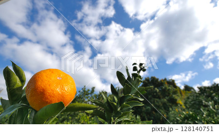 愛媛県の風景　晴れた日の八幡浜市川上町のミカン畑の景色　 128140751