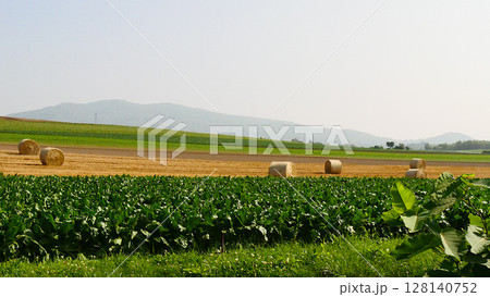 北海道の風景 甜菜畑と牧草ロール 北海道の風景 甜菜畑と牧草ロール 128140752