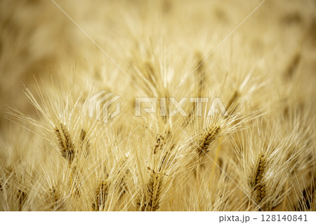 初夏の麦秋風景-4 128140841