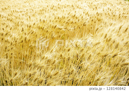 初夏の麦秋風景-5 128140842