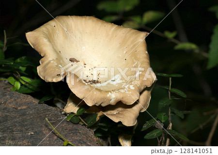 強い夏の日差しの下、切り株に育つ大きな灰茶色のネッタイカワキタケキノコ（自然環境下菌界マクロ撮影） 128141051