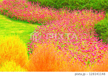 群生する千日紅と紅葉直前のコキア 128141148