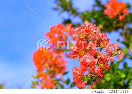 爽やかな青空と鮮やかな百日紅の花 爽やかな青空と鮮やかな百日紅の花 128141151