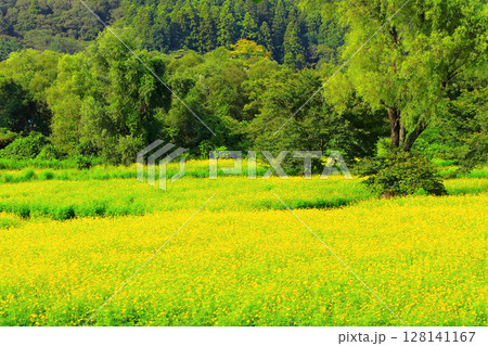 一面に咲くレモンイエローの黄花コスモス 128141167