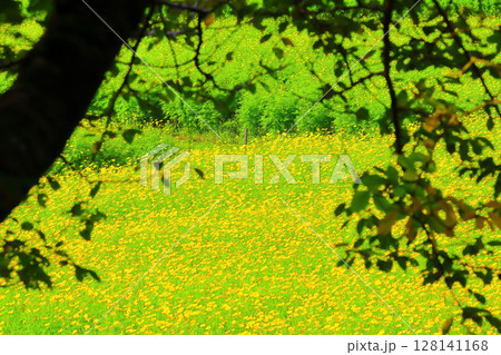 一面に咲くレモンイエローの黄花コスモス 128141168