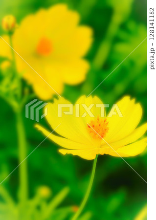 可憐なレモンイエローの黄花コスモス 128141182