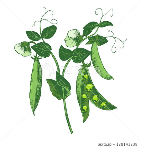 Branch with green pea pods, leaves, flowers and tendrils. Vector bean pod, seeds visible. Imitation of color engraving technique. Useful legume crop. Peas are hand-drawn with ink. Branch with green pea pods, leaves, flowers and tendrils. Vector bean pod, seeds visible. Imitation of color engraving technique. Useful legume crop. Peas are hand-drawn with ink. 128141239