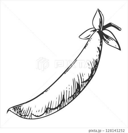 Vector sketch of green peas. Closed bean pod in engraving technique. Useful vegetable crop. Peas hand-drawn in black ink. 128141252