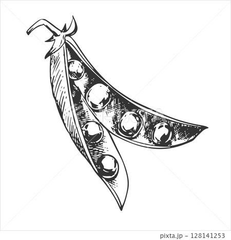 Vector sketch of an open green pea pod. Bean pod, seeds visible. Imitation of engraving technique. Useful vegetable crop. Peas are hand-drawn with black ink on a white background. 128141253