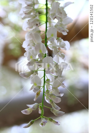 垂れ下がる藤の花 128141502