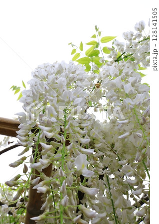 垂れ下がる藤の花 128141505